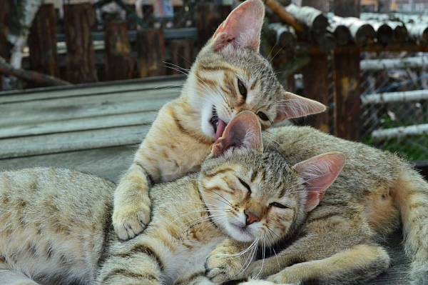 Конференц-холл «NATURE» фото №108297