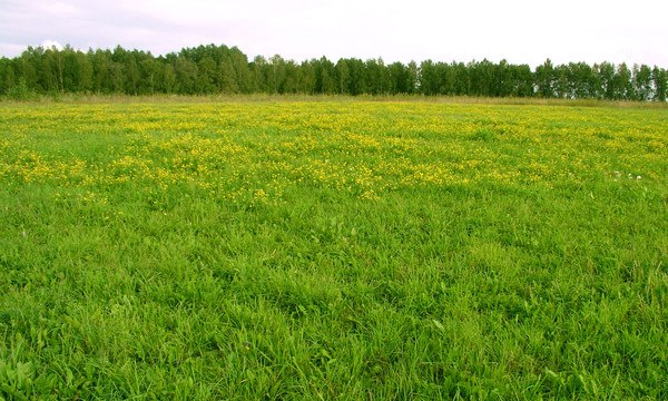 Большая территория для масштабных мероприятий фото №104929